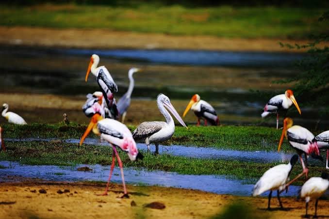 Kumana, Sri Lanka
