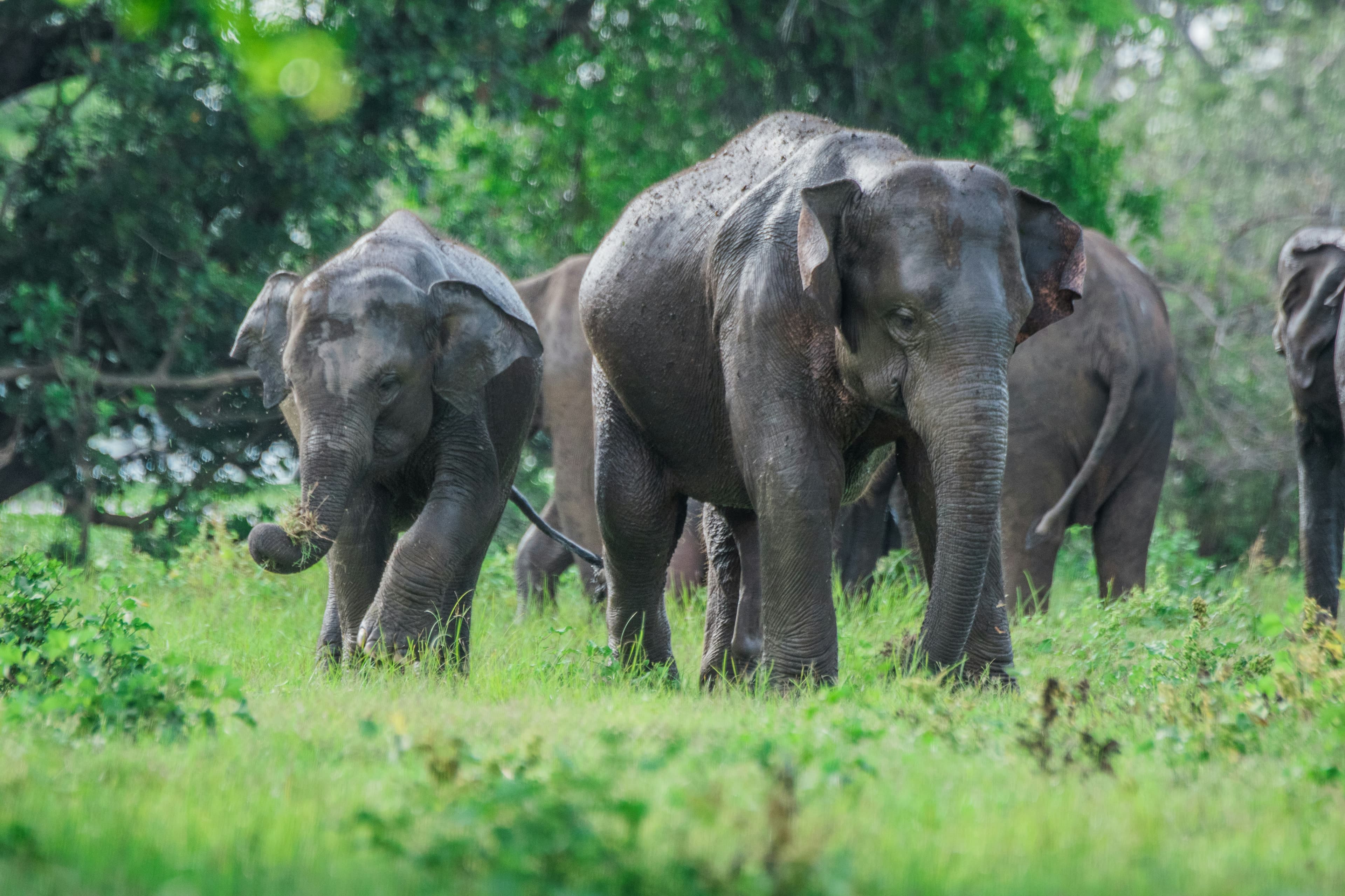 Minneriya, Sri Lanka
