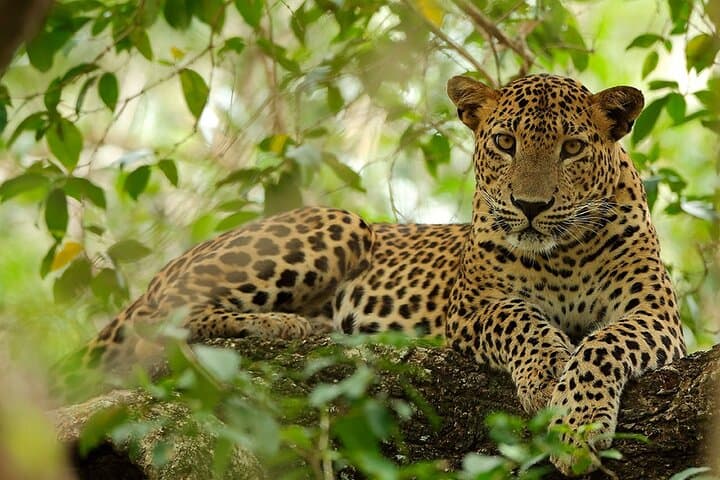 Wilpattu, Sri Lanka