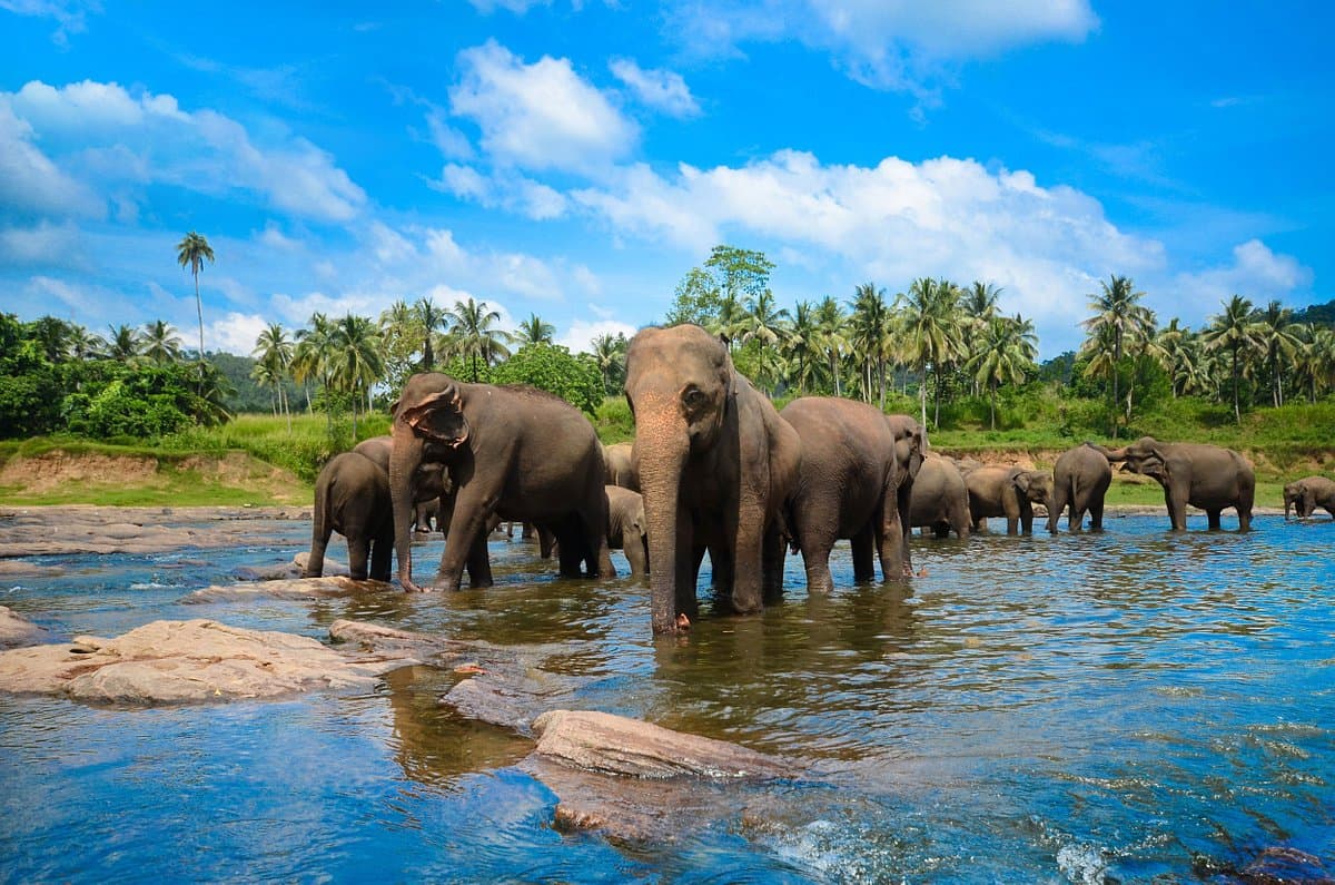 Pinnawala, Sri Lanka