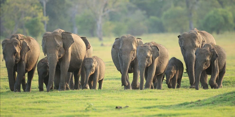 Udawalawe, Sri Lanka