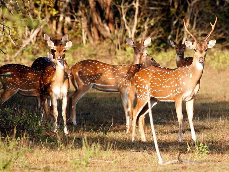 Wasgamuwa, Sri Lanka